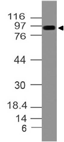 Polyclonal Antibody to Mouse TLR4